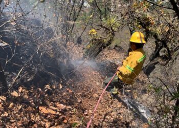 Controlan incendio forestal en Oaxaca