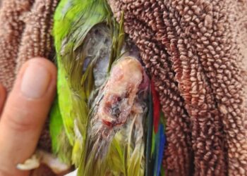 Maltrato animal en Yucatán, meren loros