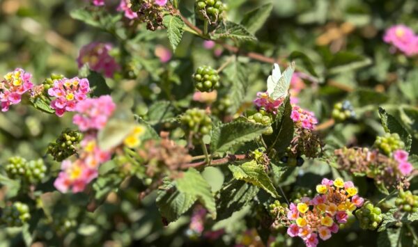 En el Jardín de Polinizadores, entre flores de distintos colores y una cascada, se encuentra el Mariposario