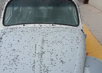 Plaga de moscas en Hidalgo