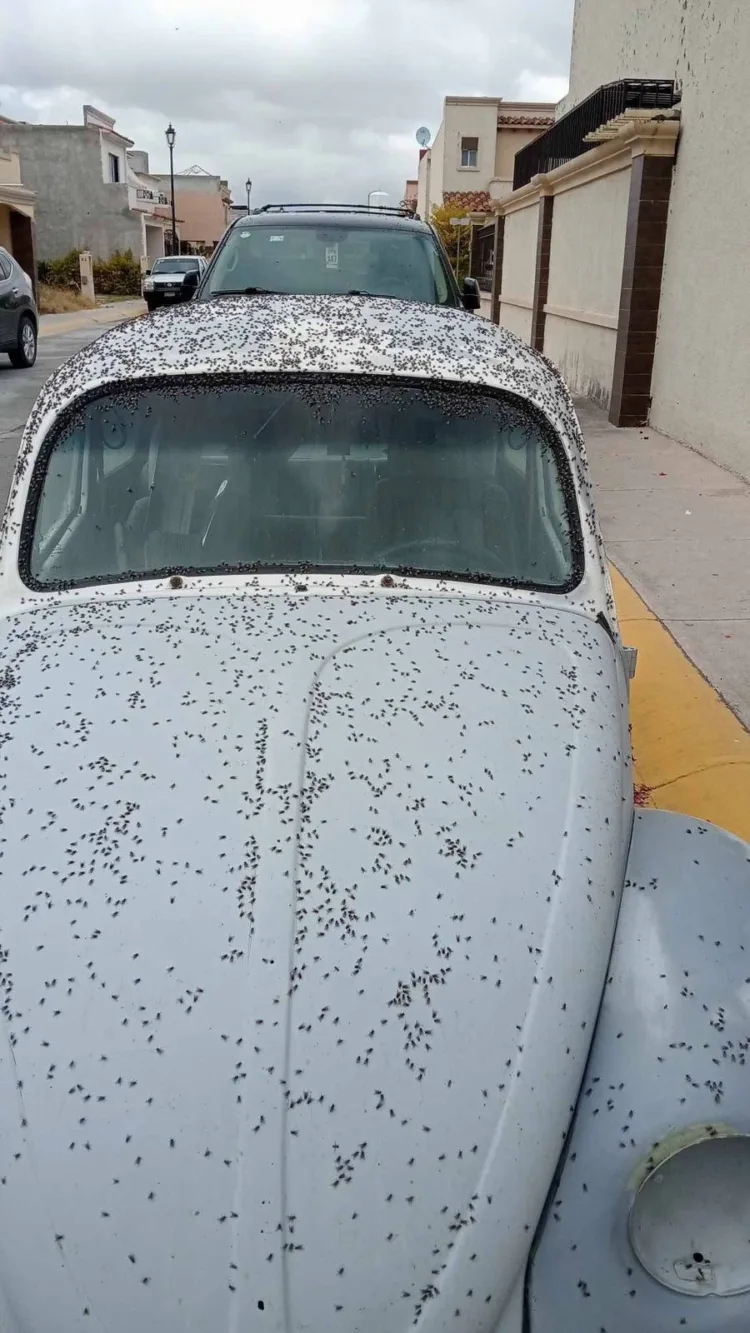 Plaga de moscas en Hidalgo