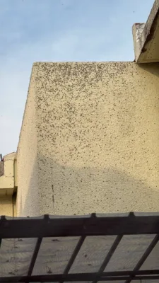 Casa afectadas por moscas en Tizayuca, Hidalgo