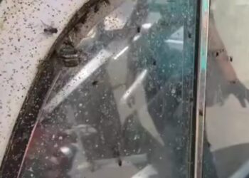 En Tizayuca, Hidalgo sin control plaga de moscas