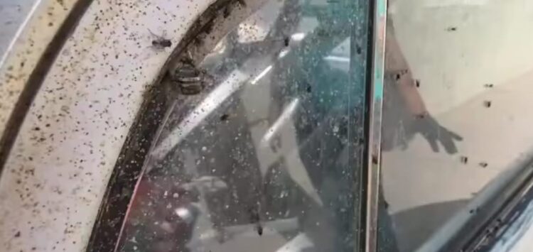 En Tizayuca, Hidalgo sin control plaga de moscas