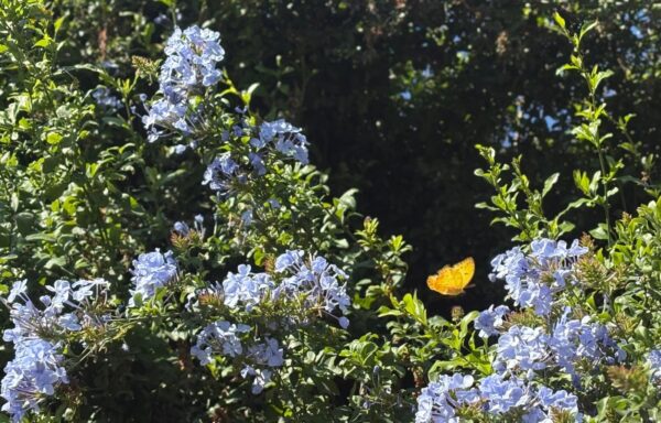 Claudia Espinoza, trabajadora del DIF municipal, explica que en el Jardín de Polinizadores se sembraron diversas plantas