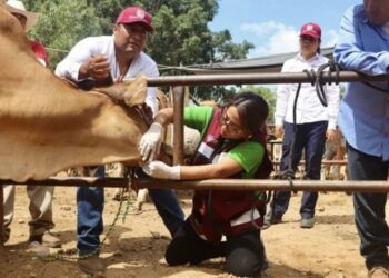 Oaxaca acumula casi 2,000 casos de gusano barrenador al arrancar el 2026