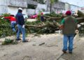 Árboles caídos debido al frente frío 27 en Veracruz.