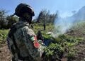Queman plantíos de marihuana en Altos de Chiapas.
