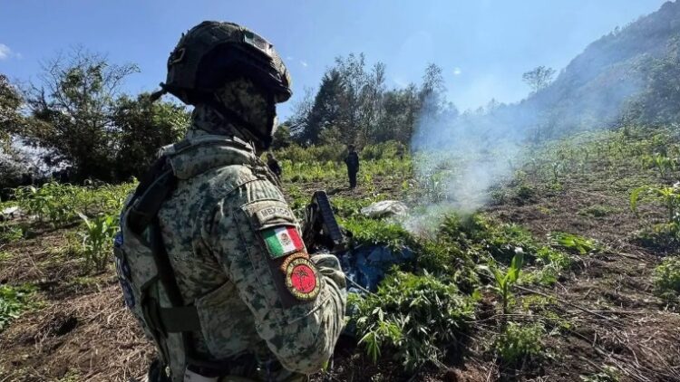 Queman plantíos de marihuana en Altos de Chiapas.