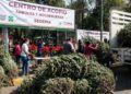 Fila de pinos de Navidad naturales en un centro de acopio de la Sedema en la Ciudad de México para su reciclaje.