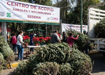 Fila de pinos de Navidad naturales en un centro de acopio de la Sedema en la Ciudad de México para su reciclaje.