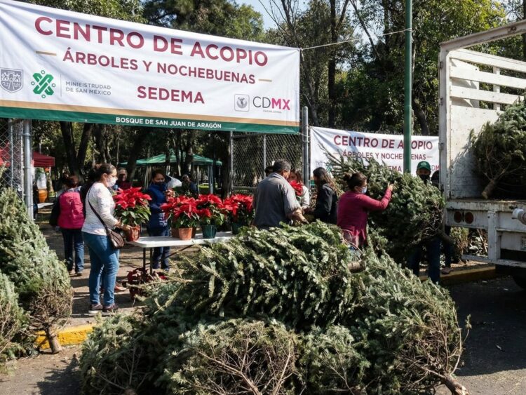 Fila de pinos de Navidad naturales en un centro de acopio de la Sedema en la Ciudad de México para su reciclaje.