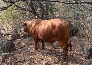 Confirman primer caso de gusano barrenador en Estado de México