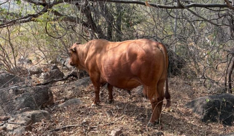 Confirman primer caso de gusano barrenador en Estado de México