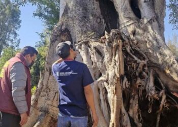 Intervienen higo que Morelos sembró en la ciudad de Oaxaca