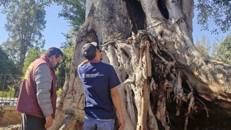 Intervienen higo que Morelos sembró en la ciudad de Oaxaca