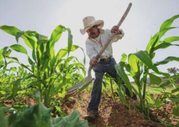 Grandes desafíos del sector agropecuario en México para 2026.