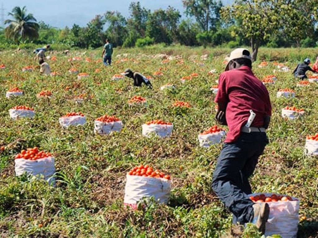 Sequía, sanidad e inseguridad marcan el panorama del campo mexicano para 2026. AMEXI