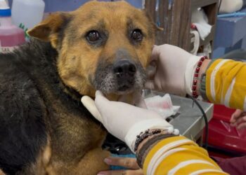 Zoofilia y crueldad animal contra perrita