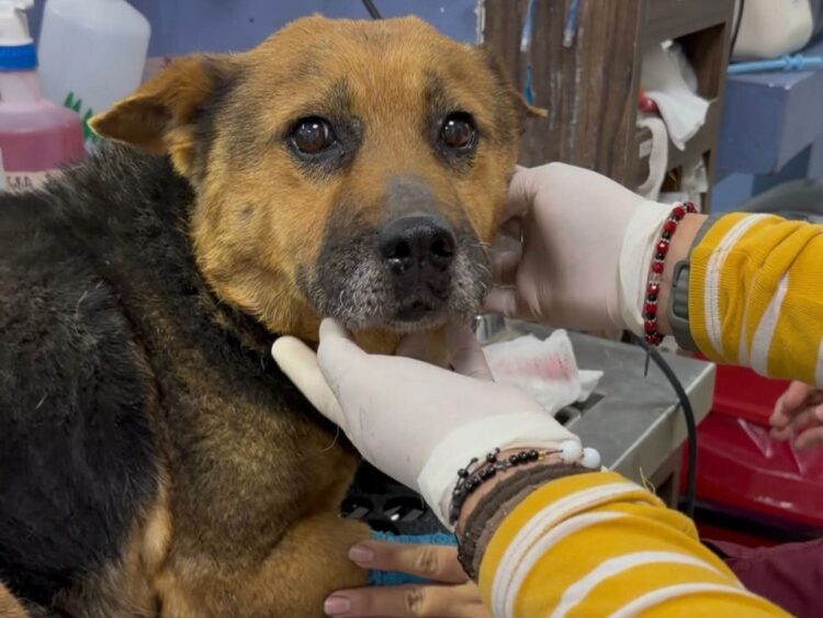 Zoofilia y crueldad animal contra perrita