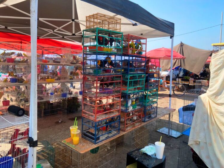 Los vendedores no contaban con permisos, facturas o documentos oficiales que demostraran el origen legal de las especies. AMEXI