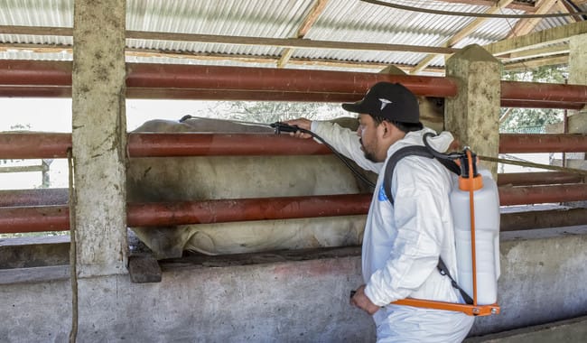 México reduce 57% los casos de Gusano Barrenador del Ganado