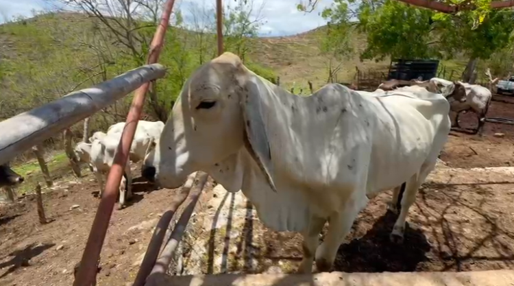 Oaxaca reporta 2,032 casos de gusano barrenador; líder ganadero alerta sobre subregistro