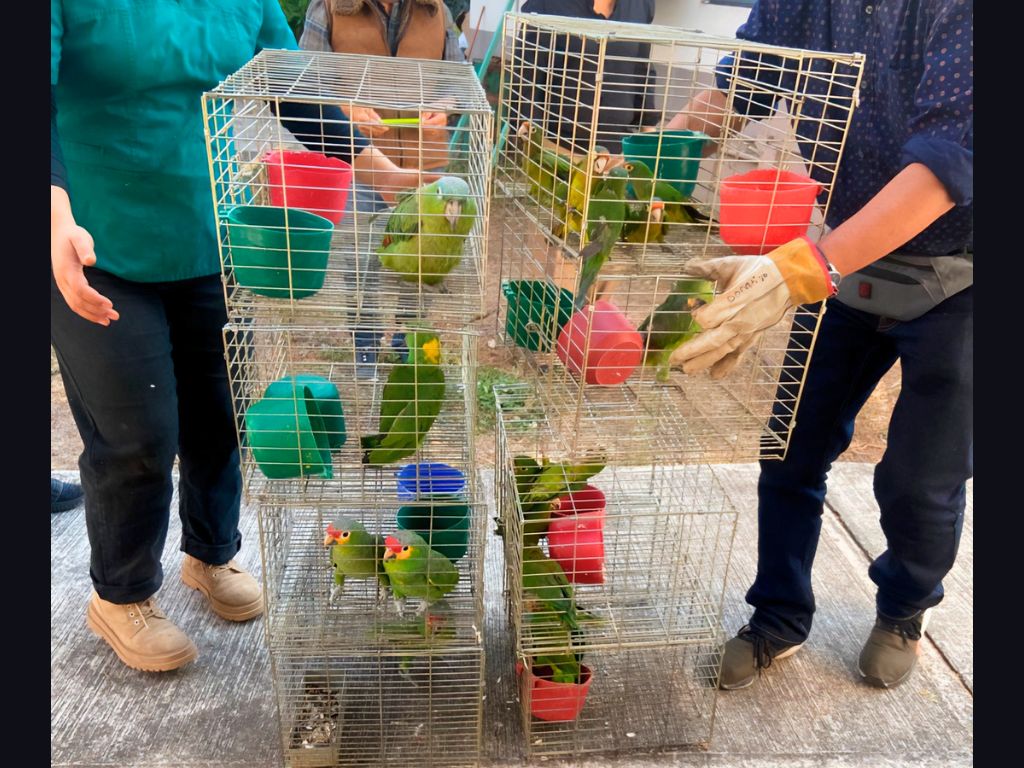 Profepa rescata más de 100 aves silvestres en Yecapixtla.