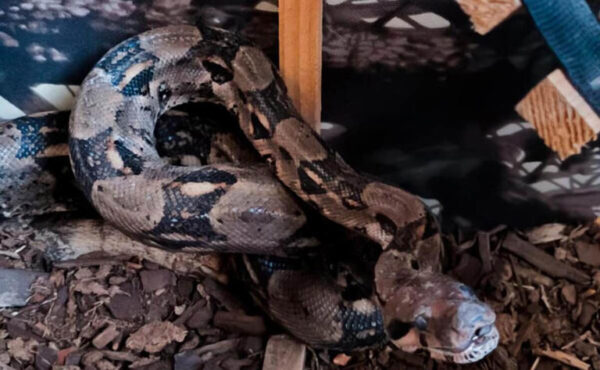 Breves de los Estados Puebla Querétaro. Rescatan boa, aguililla cola roja y cernícalo en cautiverio