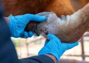 Se registra Michoacán el quinto caso de gusano barrenador