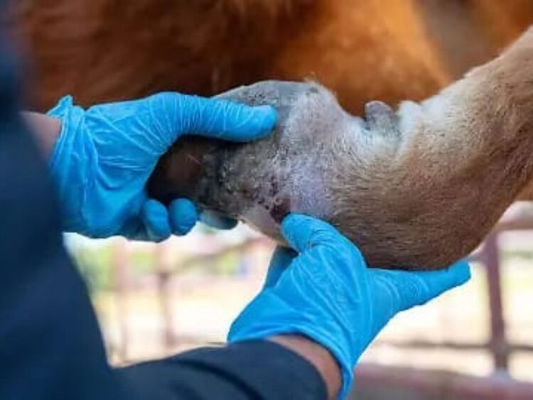 Se registra Michoacán el quinto caso de gusano barrenador