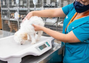 Veterinario revisa la alimentación de un perro y un gato como parte de una evaluación nutricional de inicio de año.