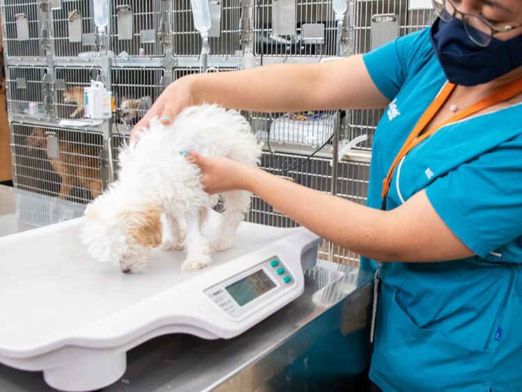 Veterinario revisa la alimentación de un perro y un gato como parte de una evaluación nutricional de inicio de año.