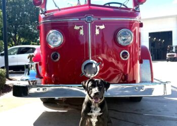 Salsa y Deco, los K-9 del Departamento de Bomberos de Miami Beach, corren junto a sus manejadores en la Life Time Tropical 5K para visibilizar la salud mental