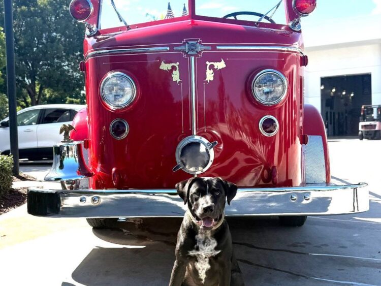 Salsa y Deco, los K-9 del Departamento de Bomberos de Miami Beach, corren junto a sus manejadores en la Life Time Tropical 5K para visibilizar la salud mental