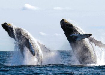 Puerto Vallarta da la bienvenida a la temporada de ballenas jorobadas