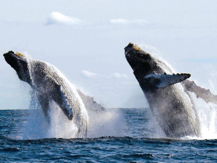 Puerto Vallarta da la bienvenida a la temporada de ballenas jorobadas