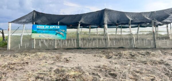 Campamentos tortugueros protegen a tres especies de tortugas marinas en Michoacán