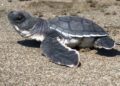 Campamentos tortugueros protegen a tres especies de tortugas marinas en Michoacán