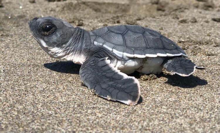 Campamentos tortugueros protegen a tres especies de tortugas marinas en Michoacán