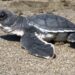 Campamentos tortugueros protegen a tres especies de tortugas marinas en Michoacán