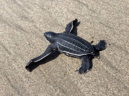 Campamentos tortugueros protegen a tres especies de tortugas marinas en Michoacán