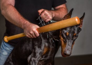 Diputadas de Morena presentaron iniciativa para expedir la Ley General de Bienestar, Cuidado, Conservación, Preservación y Protección de los Animales.