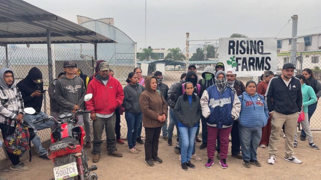 Paro laboral en Rising Farm de San Luis Potosí por falta de pago