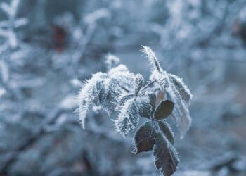 Paisaje cubierto de heladas en México durante un frente frío, con nieve o escarcha en el suelo y árboles.