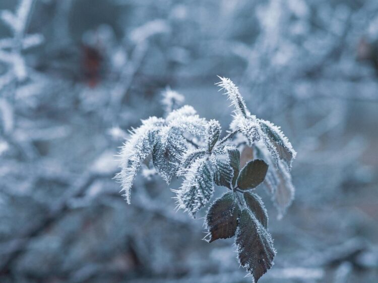 Paisaje cubierto de heladas en México durante un frente frío, con nieve o escarcha en el suelo y árboles.