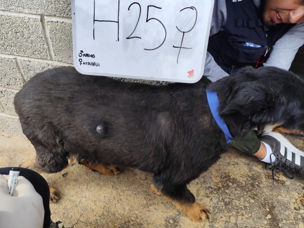 perros asegurados por la FGJ-CDMX