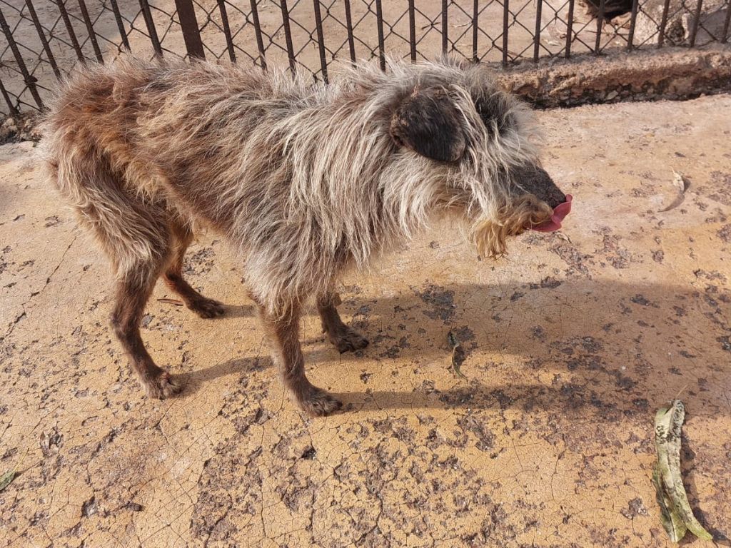 perros asegurados por la FGJ-CDMX