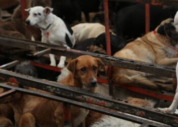 perros asegurados por la FGJ-CDMX