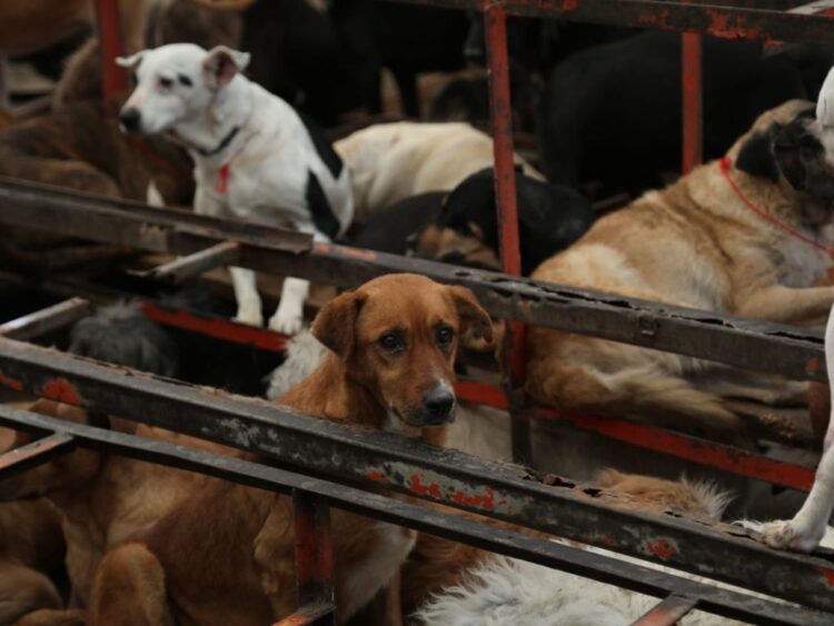 perros asegurados por la FGJ-CDMX